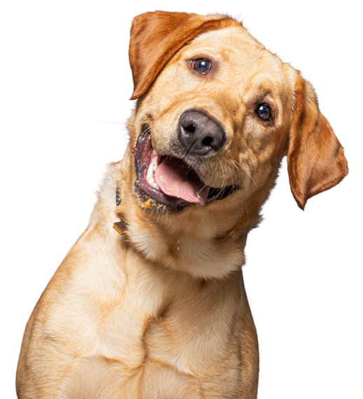 A happy, golden-colored Labrador retriever with its head tilted, looking forward with its mouth open.