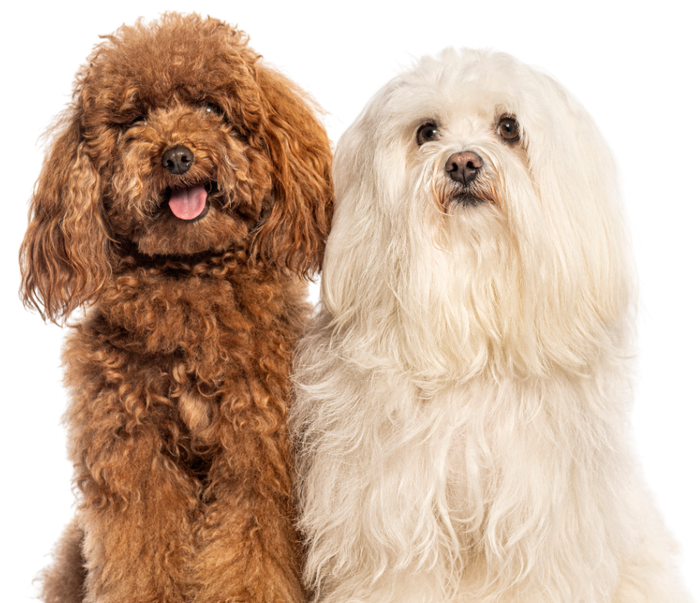 A brown, curly-haired poodle and a white, long-haired dog sitting side-by-side against a white background.