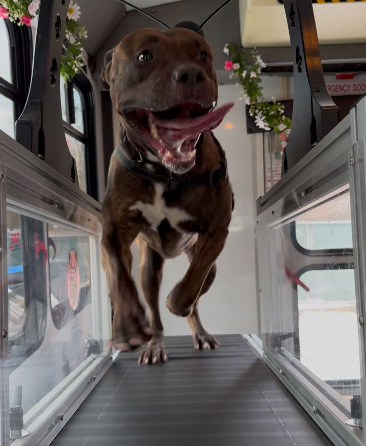 A brown, white-chested dog runs on a treadmill inside a small, flower-decorated enclosure with a happy expression.