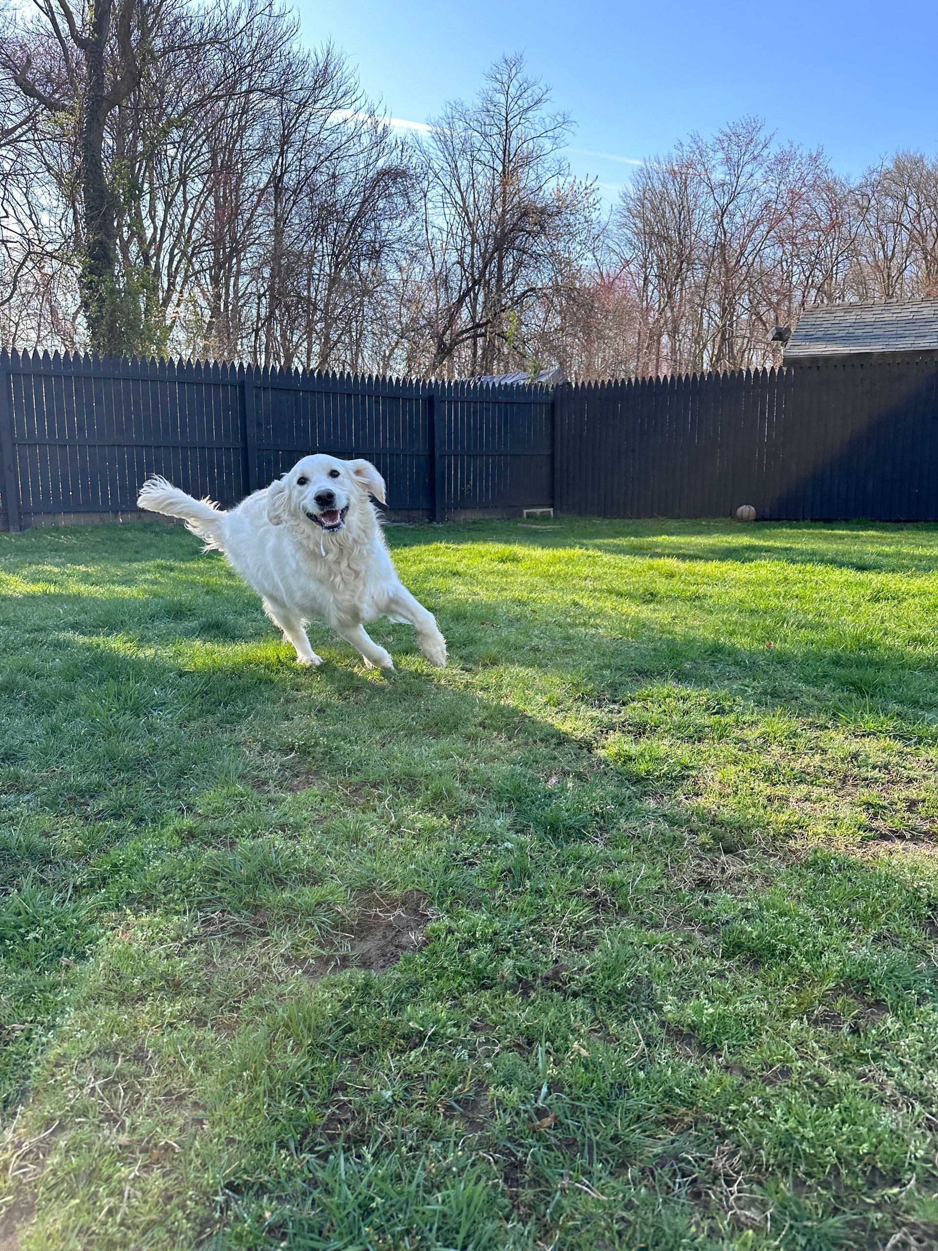 A happy white dog runs across a green backyard towards the camera on a sunny day with a dark wooden fence behind.