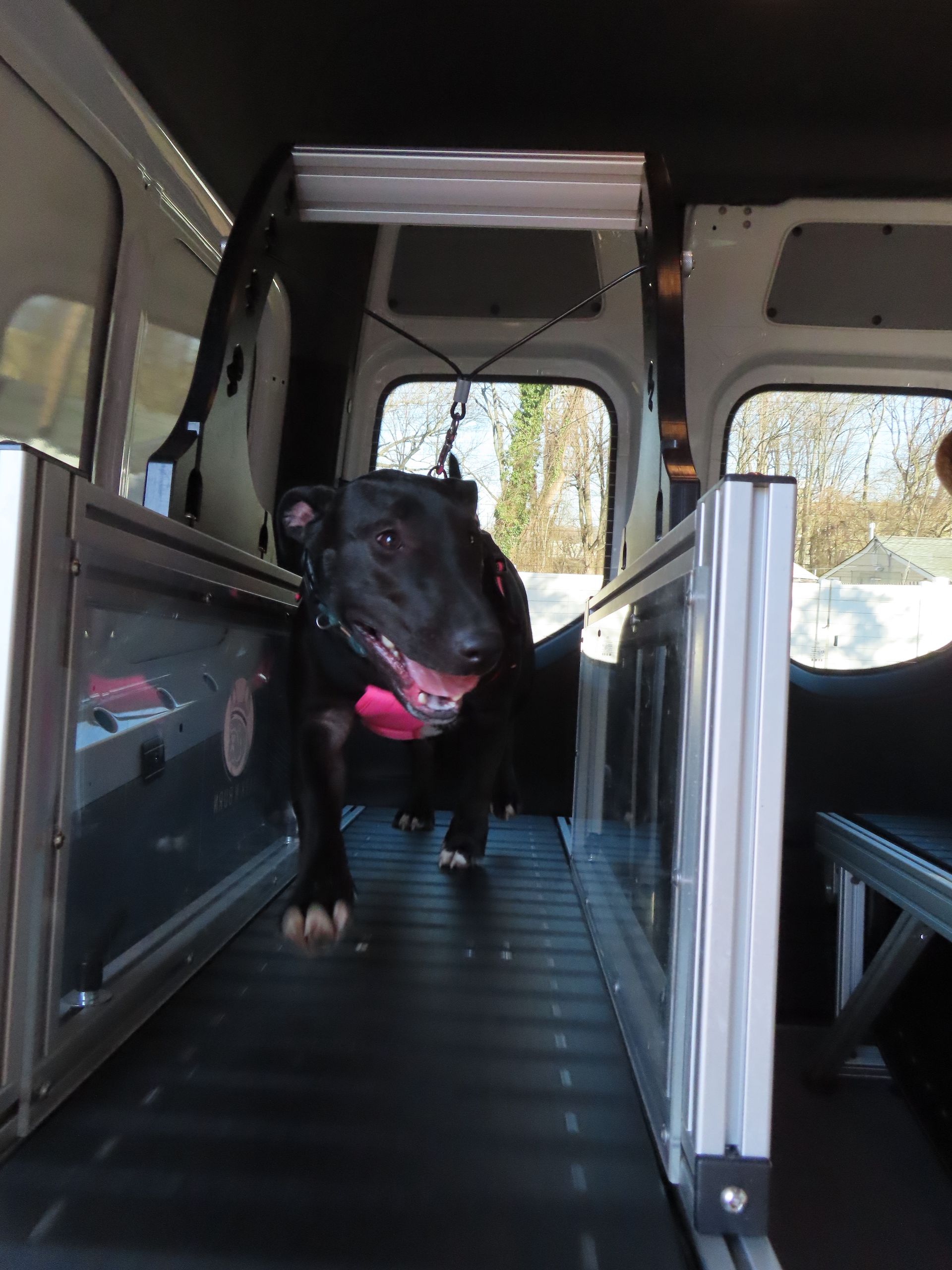 A black dog wearing a pink harness walks on a treadmill inside a vehicle.