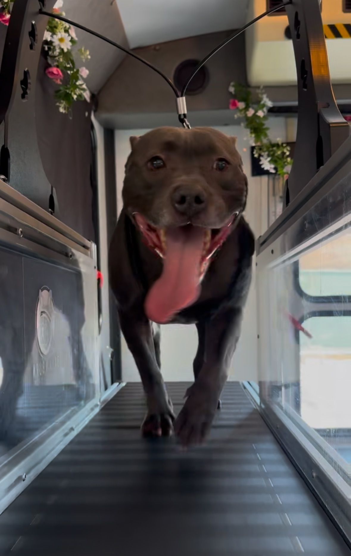 A happy, dark-coated dog with its tongue out runs on a treadmill inside a grooming van decorated with faux flowers.