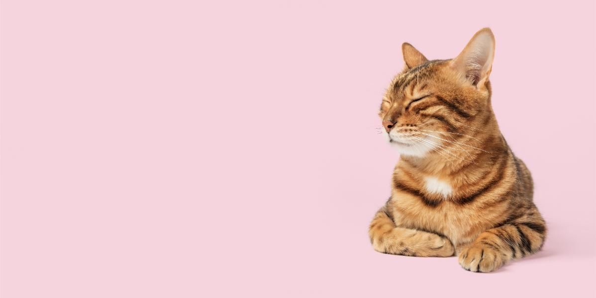 A cat is sitting on a pink background with its eyes closed.