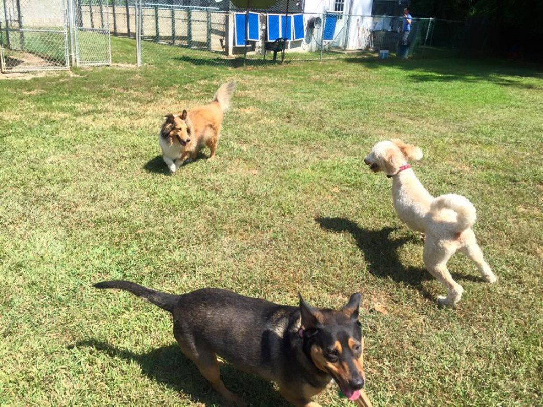doggy day care middletown, nj
