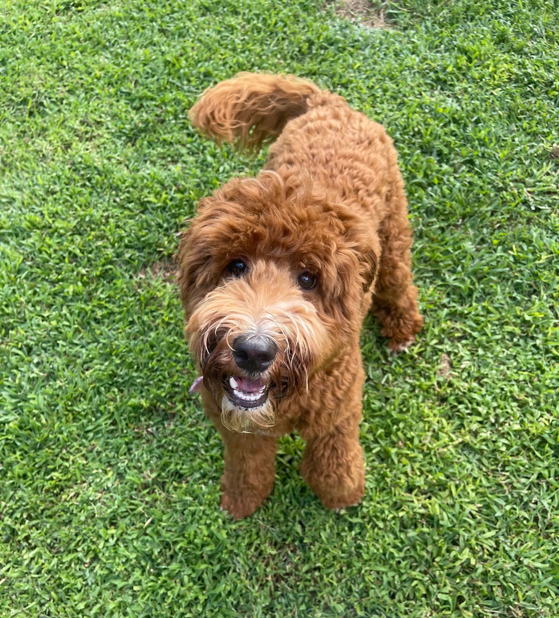 A fluffy, curly-coated, reddish-brown Goldendoodle stands on a green grassy lawn, looking up with an open-mouthed expression.
