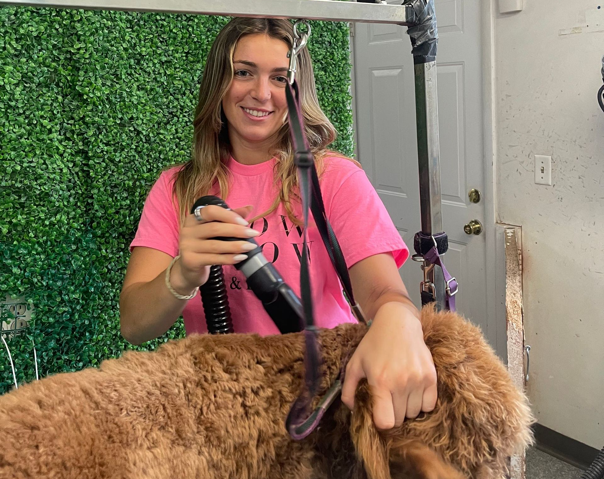 A person in a pink t-shirt grooms a brown, curly-haired dog in a salon with a green wall backdrop.
