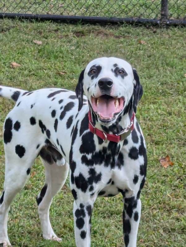 A happy Dalmatian with a red collar stands on a grass field in front of a chain-link fence.