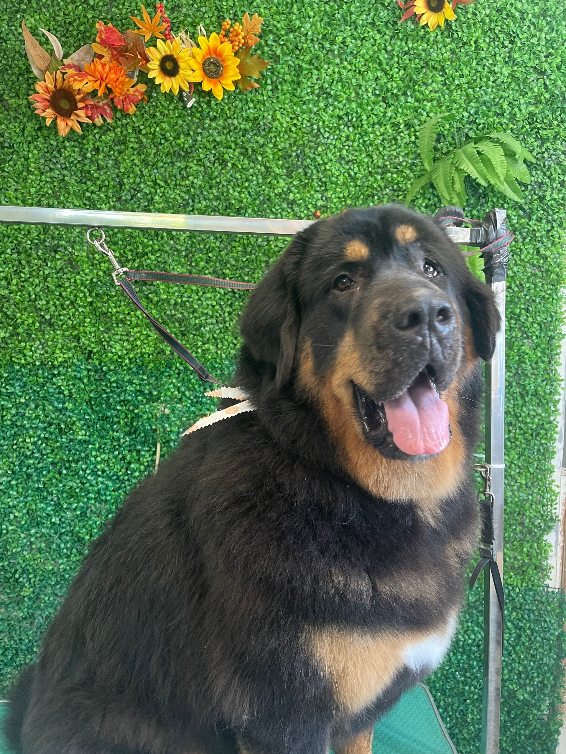 A black and brown dog is sitting in front of a green wall.