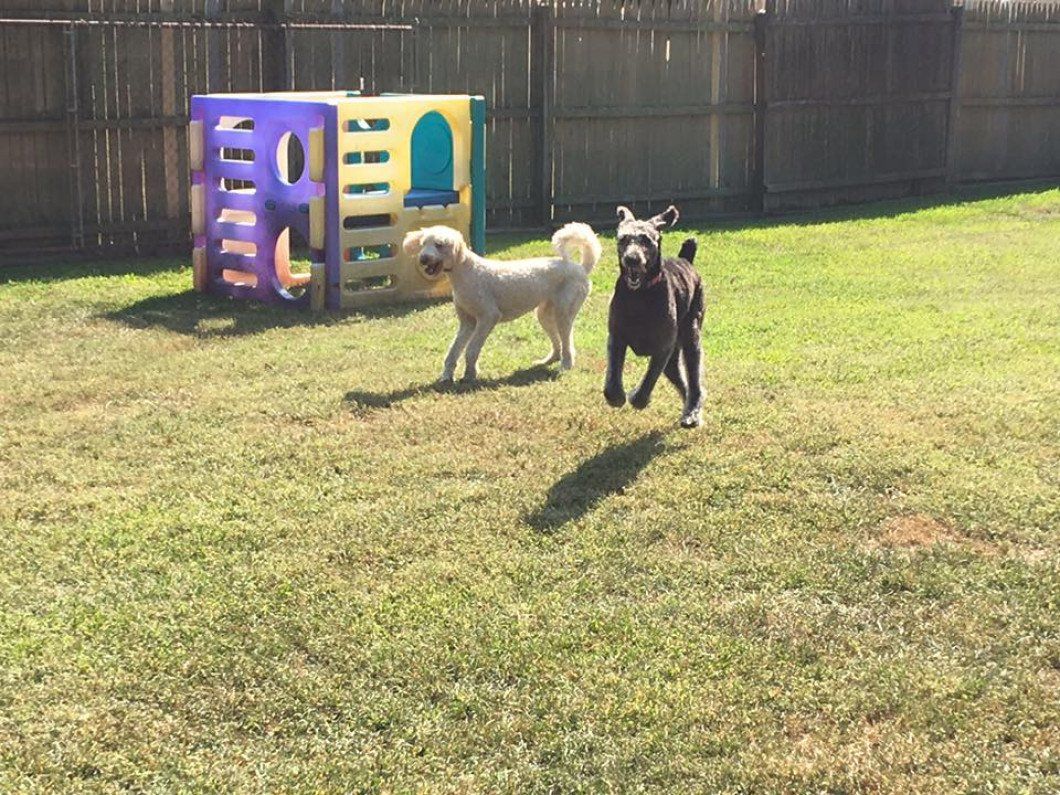doggy day care middletown, nj
