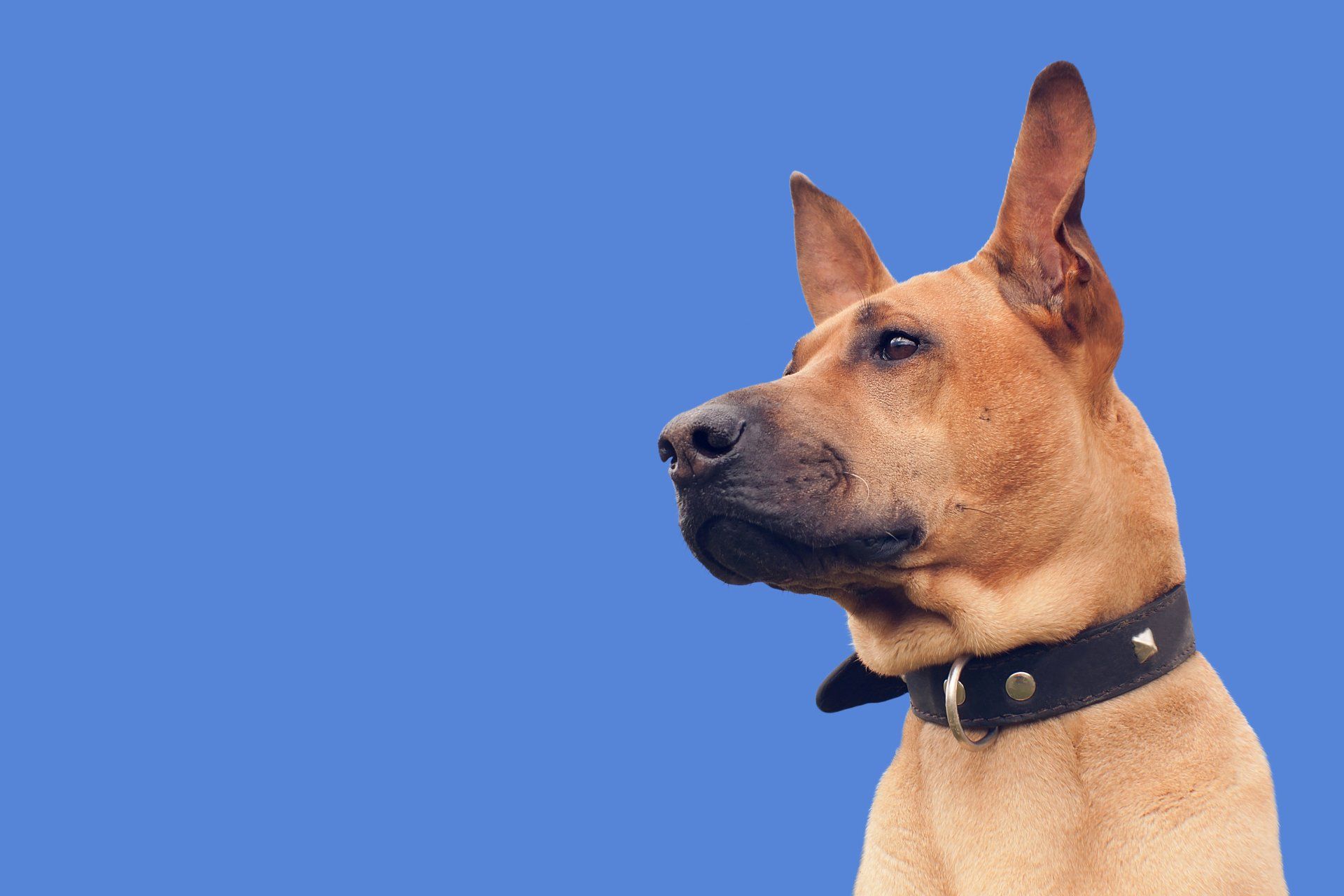A brown dog wearing a black collar is looking to the side on a blue background.