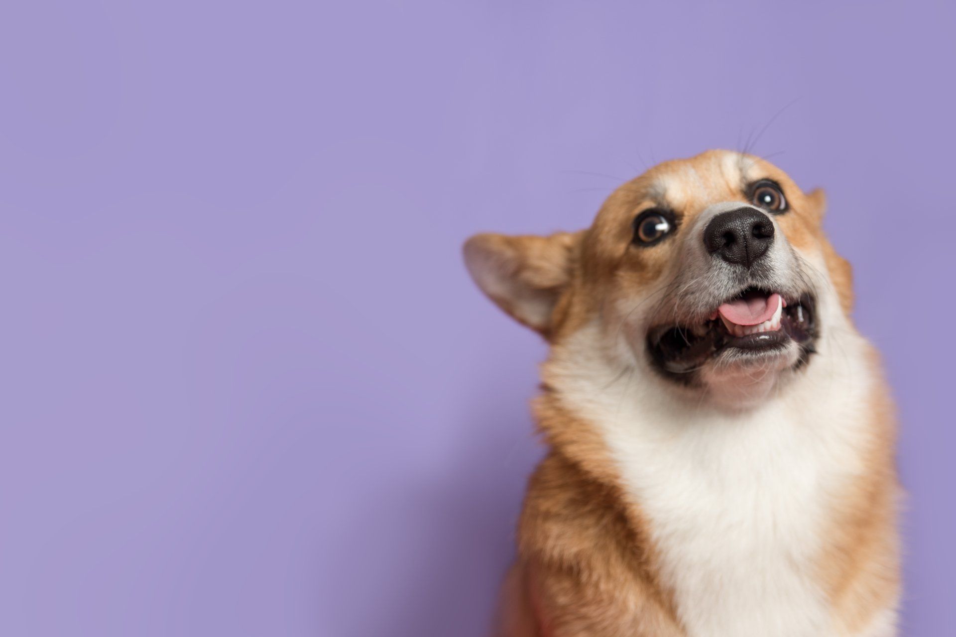 Pet Boarding Articles