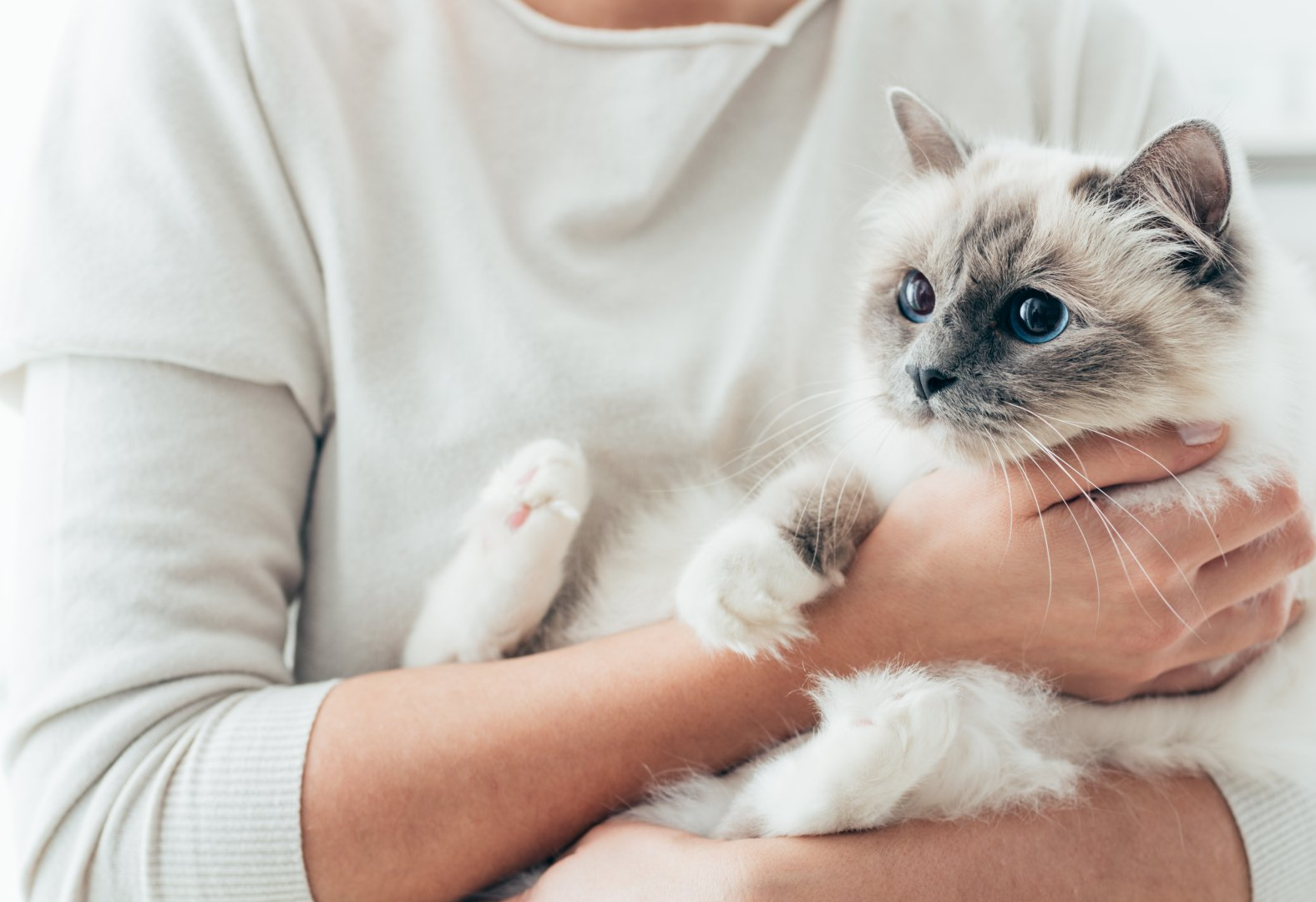A person in a light-colored shirt holds a fluffy, color-point cat with blue eyes and white paws.