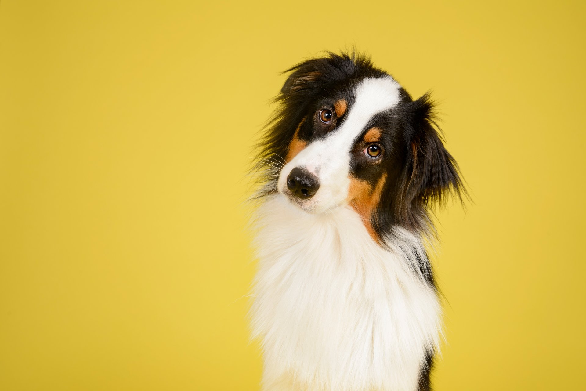 A black, white, and tan Australian Shepherd tilts its head curiously against a solid yellow background.