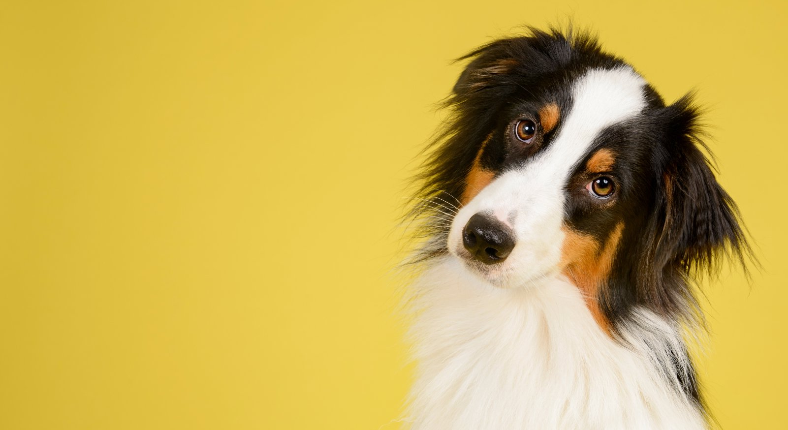 A black , white and brown dog is looking at the camera on a yellow background.