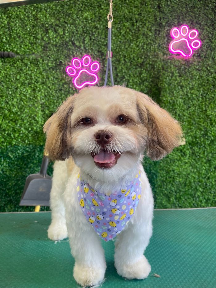 A small, light-brown and white dog with a floral purple bandana smiles against a green wall with two pink neon paw prints.