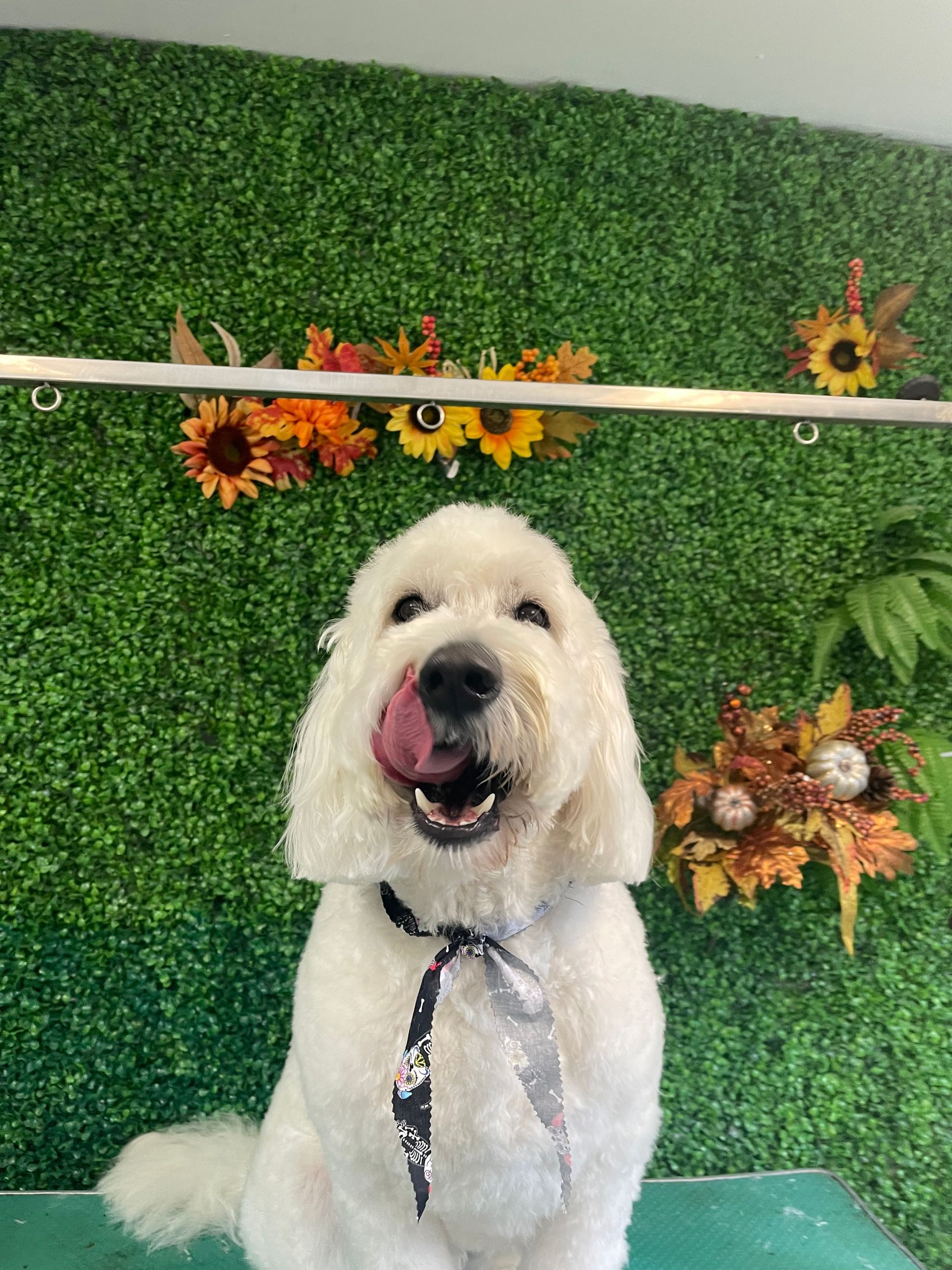 A white dog is sitting on a table in front of a green wall with flowers.