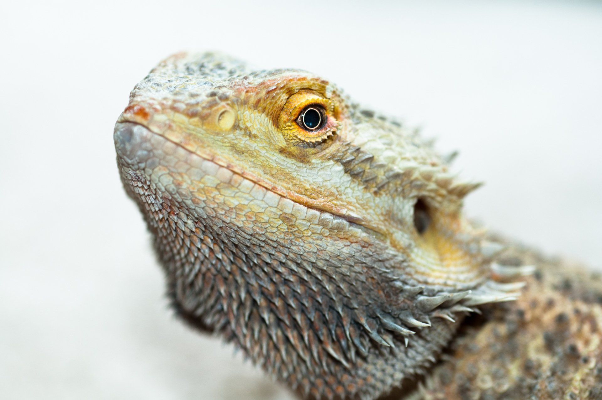 Bearded Dragon - Manitowoc, WI - Colonial Pet Shoppe Inc