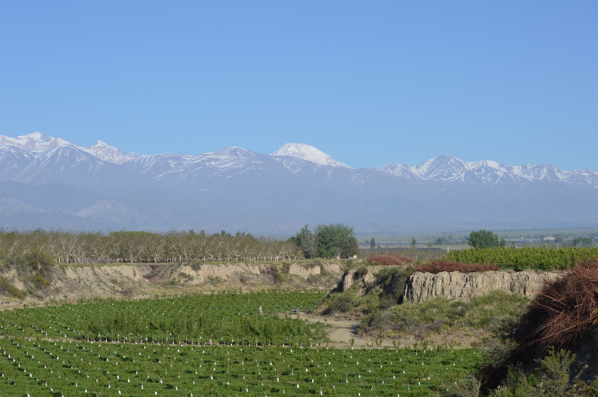 Viñedo frente a montañas nevadas bajo un cielo azul claro.