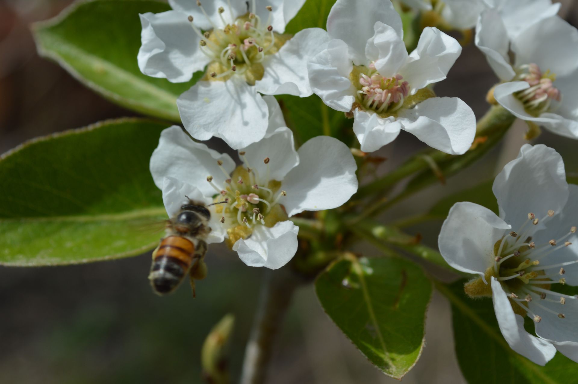 Abeja polinizando flores blancas con hojas verdes.