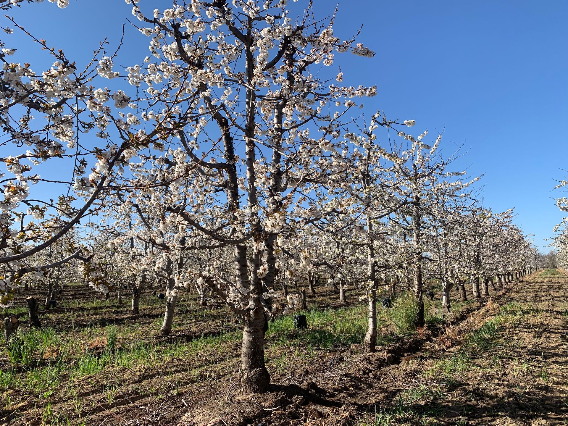 Hileras de árboles frutales en flor contra un cielo azul brillante.