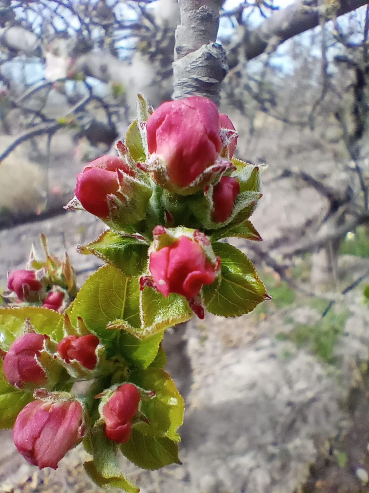 Brotes de flores de color rosa en una rama de árbol con hojas verdes.