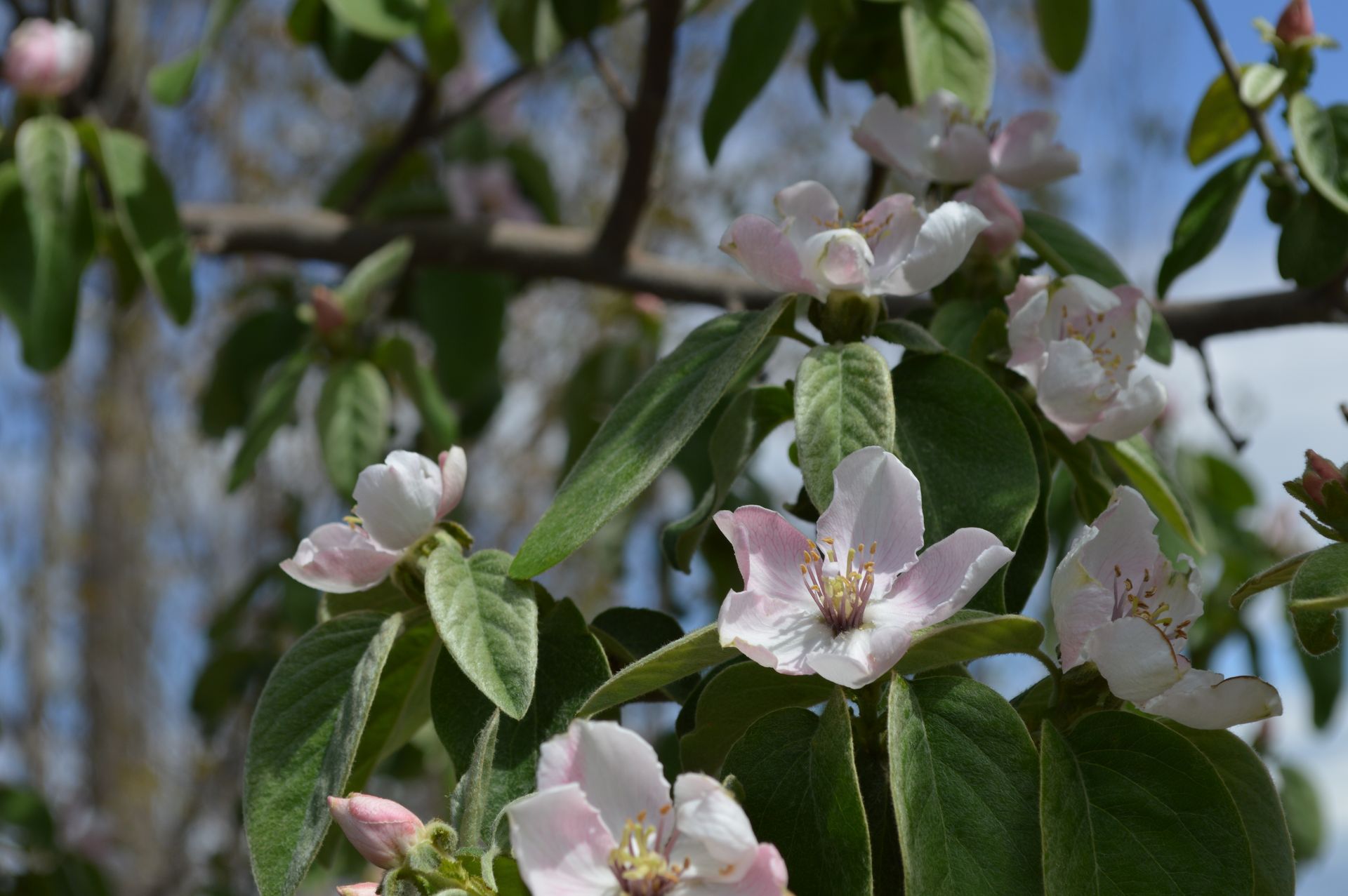 Flores de membrillo rosas y blancas floreciendo en una rama con hojas verdes.