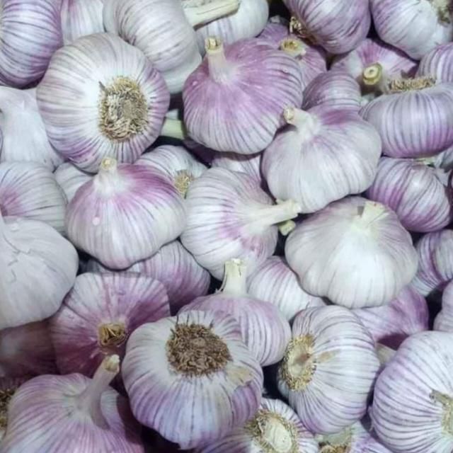 Dos bulbos de ajo sobre una superficie blanca, ambos con piel blanca parecida al papel y formas bulbosas.