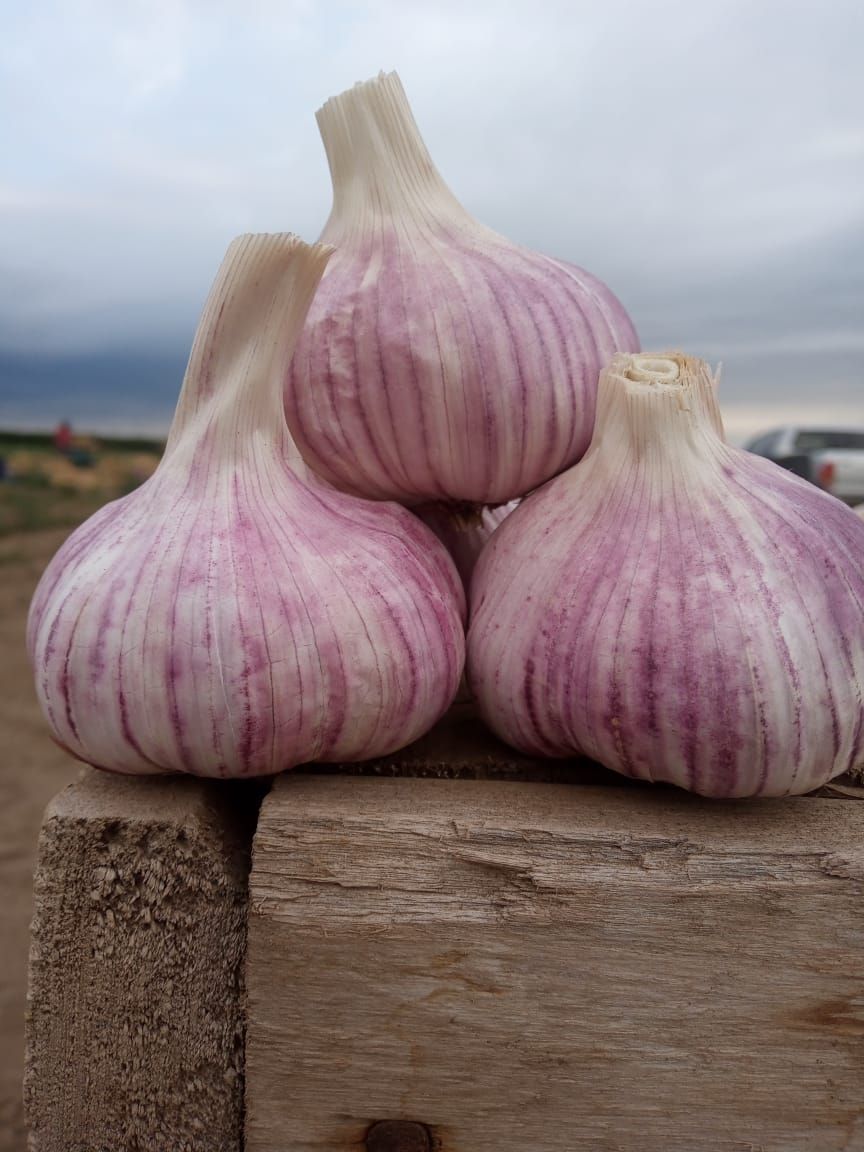 Tres cabezas de ajo de rayas moradas apiladas sobre una superficie de madera desgastada, bajo un cielo nublado.