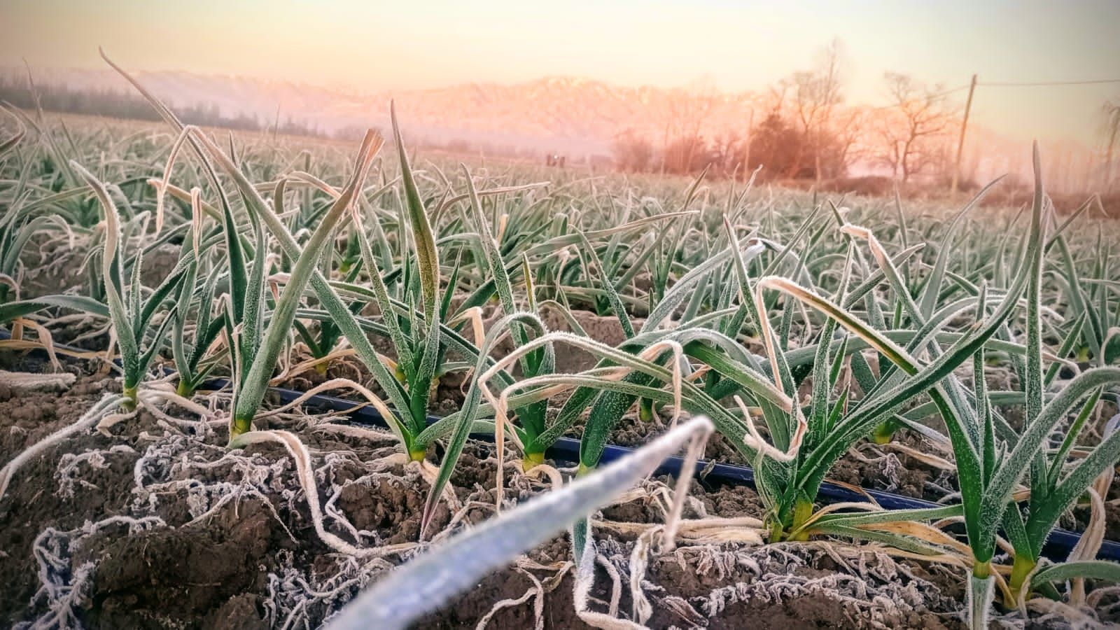 Plantas de ajo cubiertas de escarcha que crecen en un campo, con un amanecer apagado en el fondo.