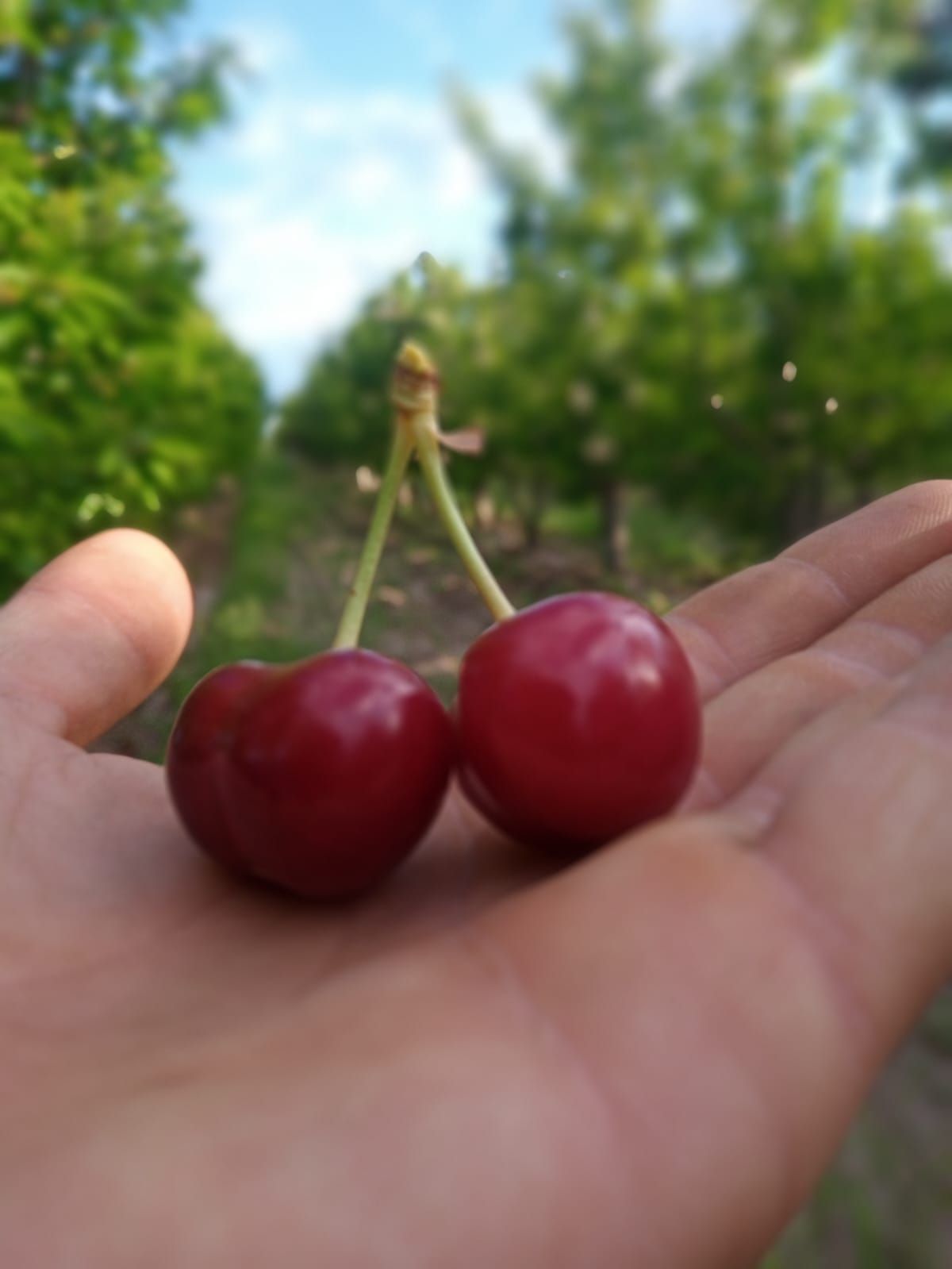 Primer plano de cerezas rojas frescas y maduras, algunas con gotas de agua, sobre una superficie oscura.