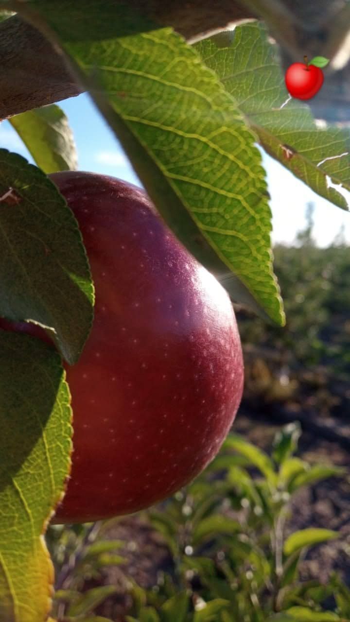 Manzana roja colgando de la rama de un árbol, con hojas verdes, soleado al aire libre.