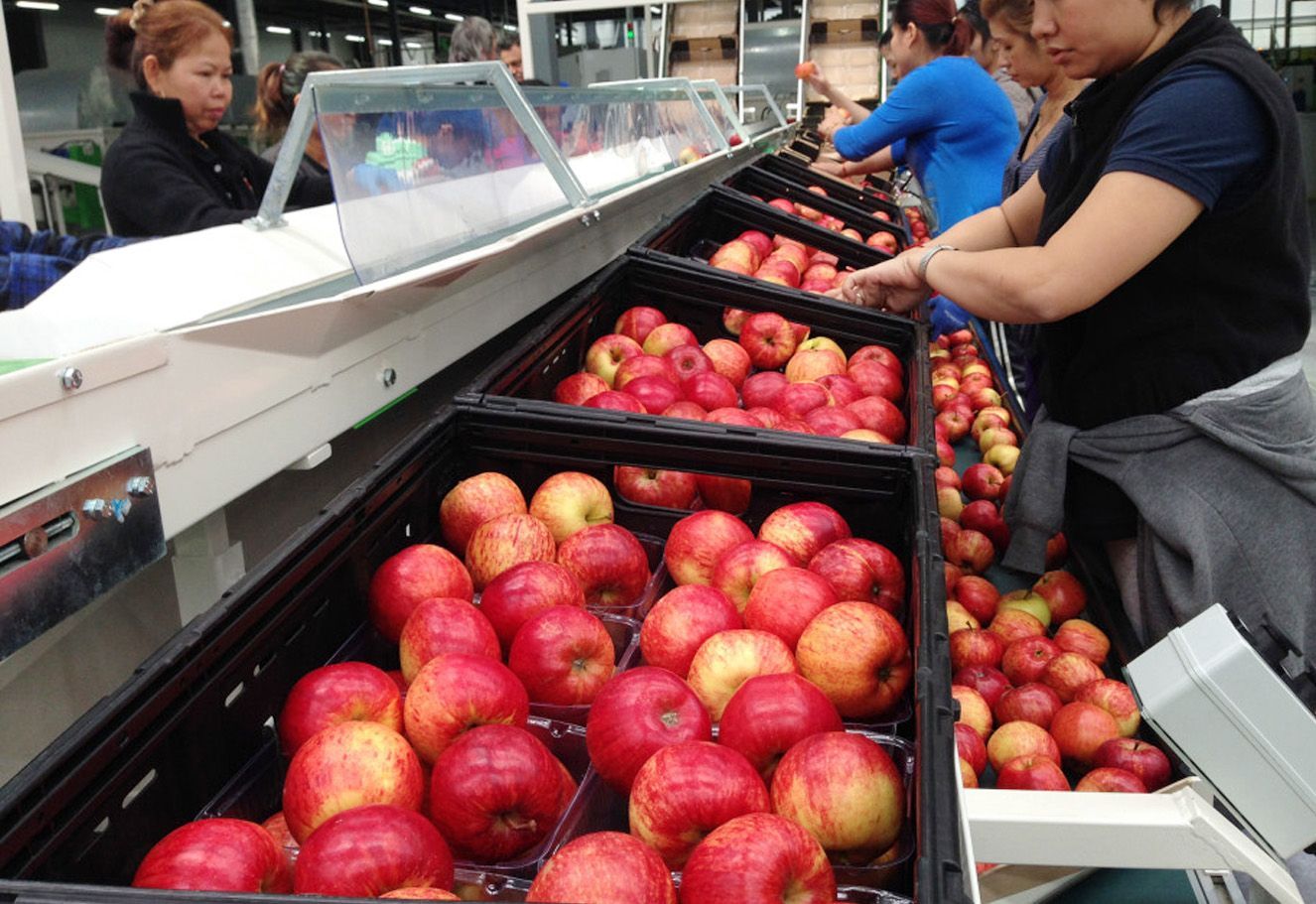 Trabajadores clasificando manzanas rojas en una línea de montaje.