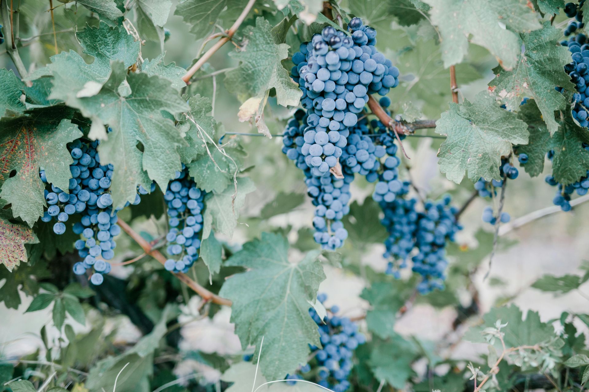 Racimos de uvas azules maduras colgando de vides con hojas verdes.