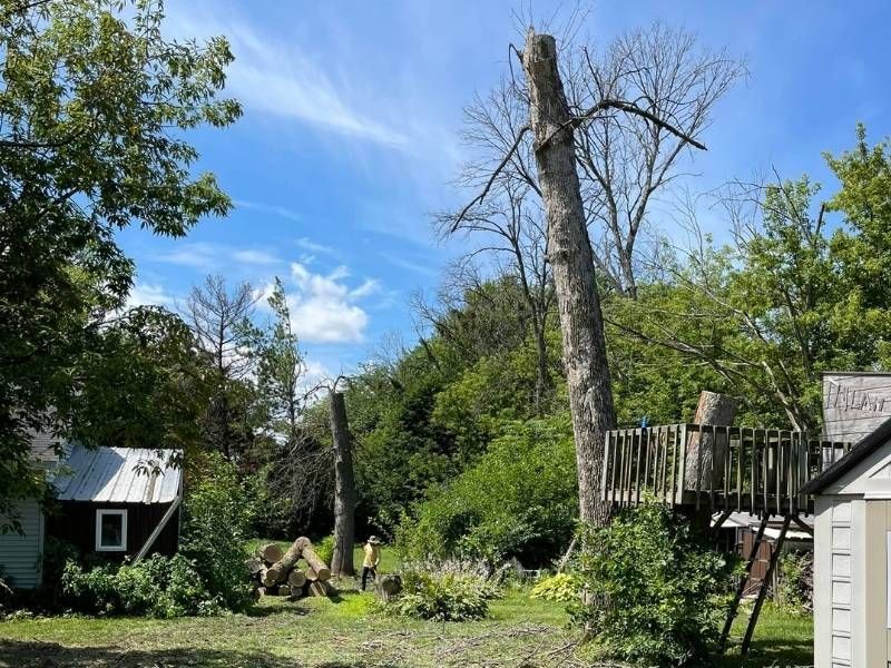 A tree that has been cut down in a yard with a shed in the background.