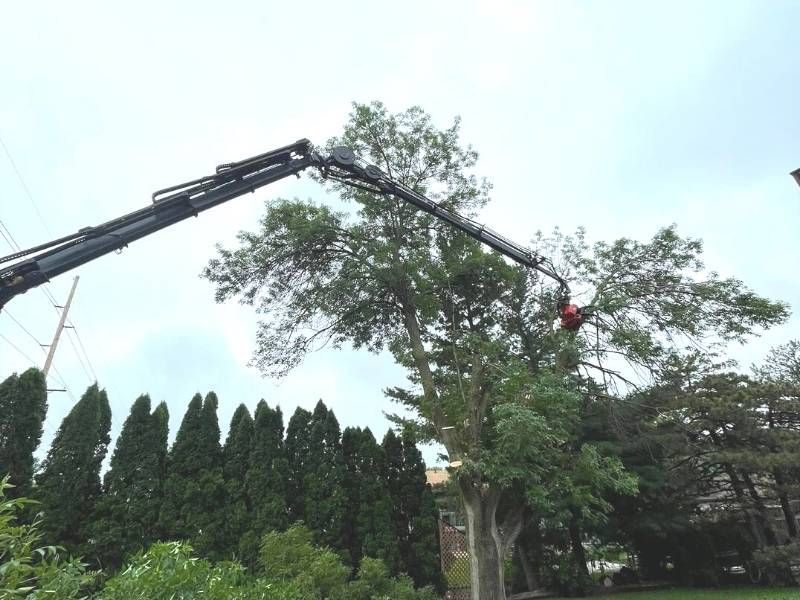 A crane is cutting a tree in a park