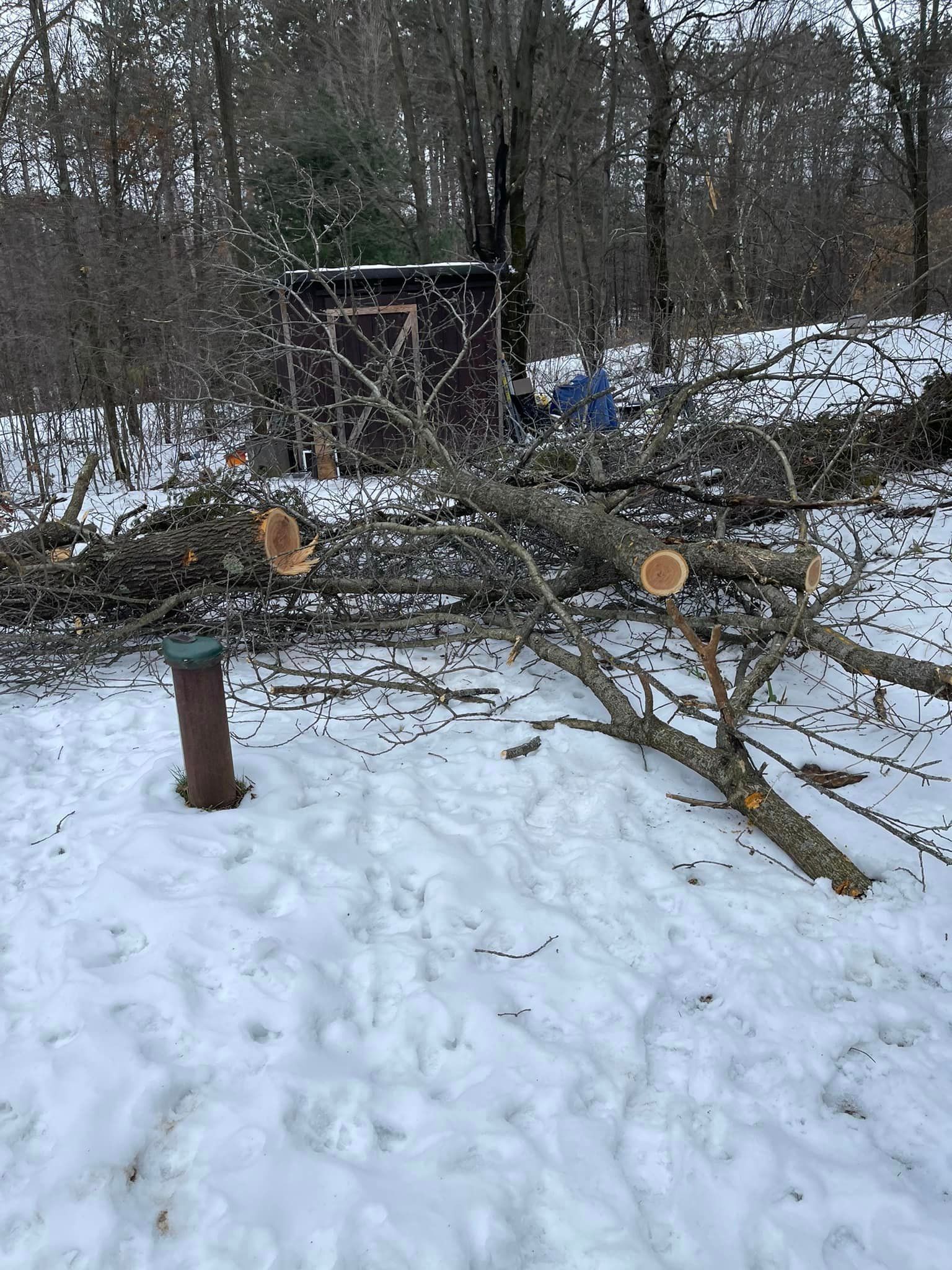 A tree branch is laying on the ground in the snow.