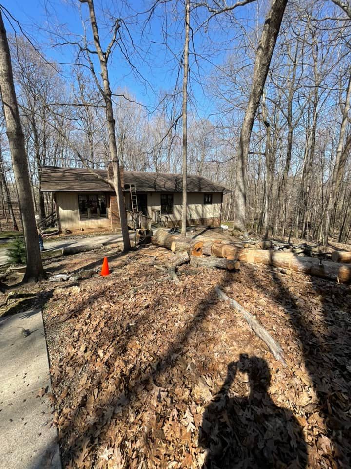 A house in the middle of a forest with a lot of logs in front of it.