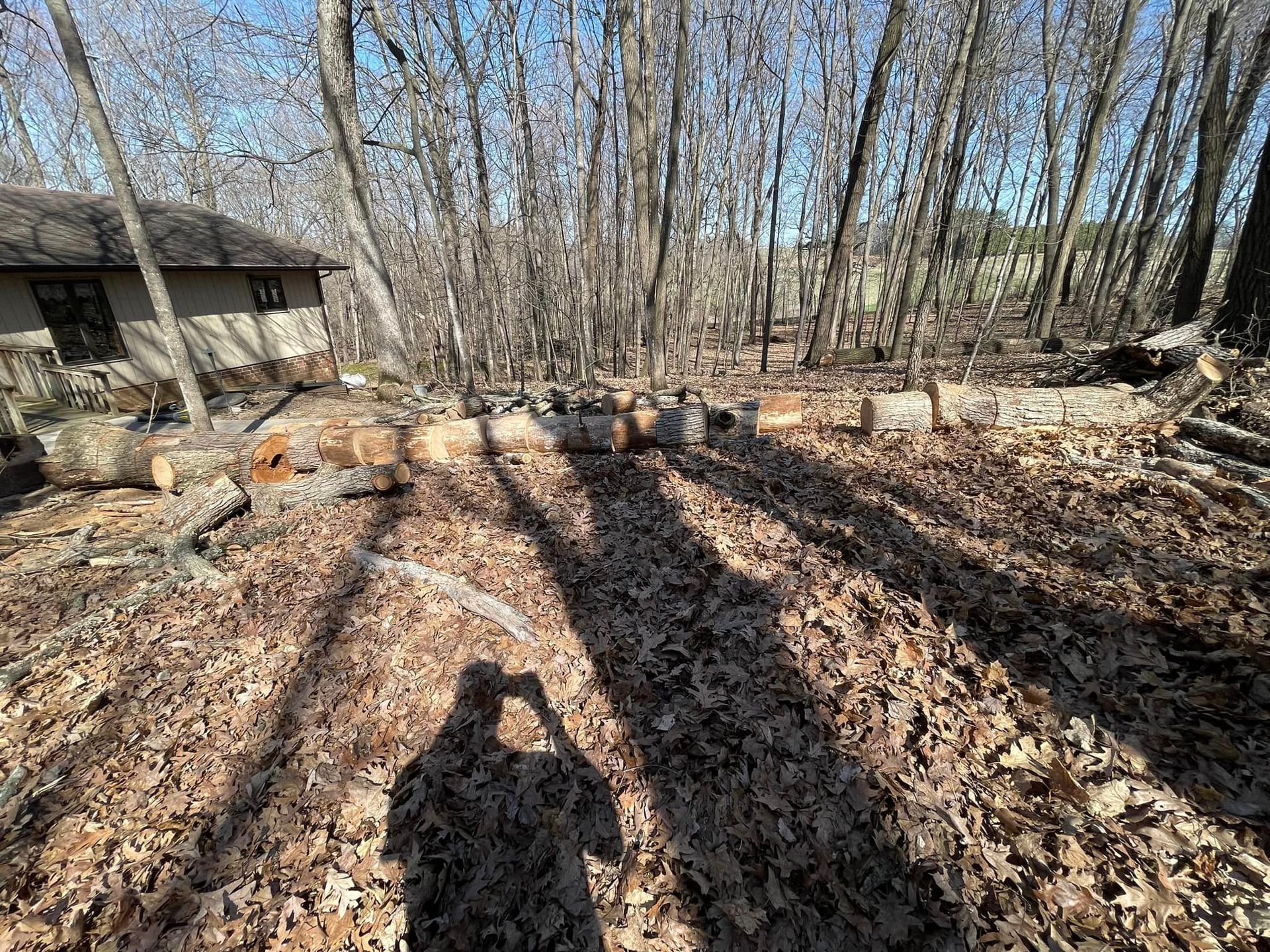 A shadow of a person is cast on a pile of leaves in the woods.