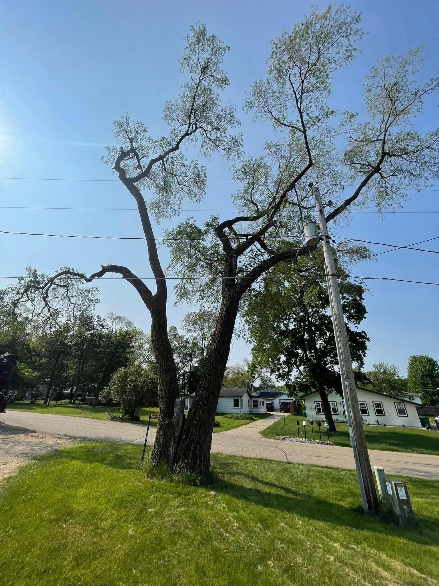 A tree is sitting in the middle of a grassy field next to a power line.