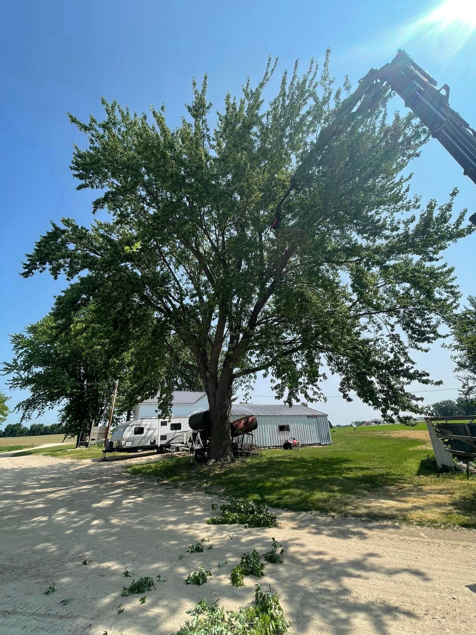 A large tree is being cut down by a crane.