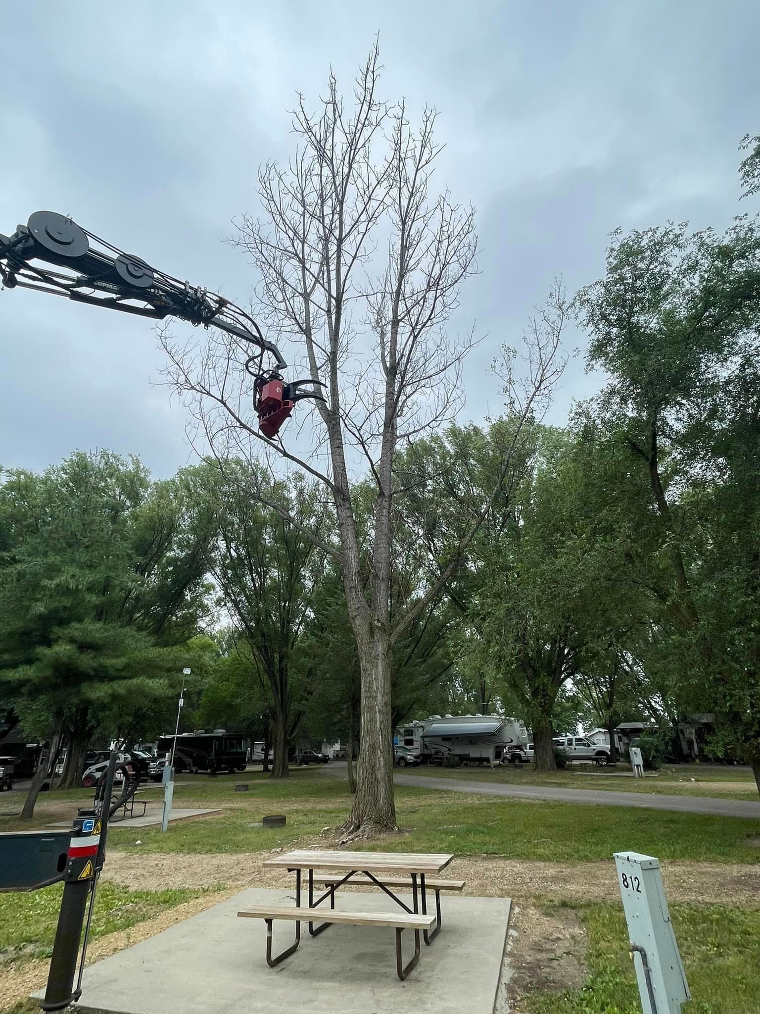 A crane is cutting a tree in a park with a picnic table.