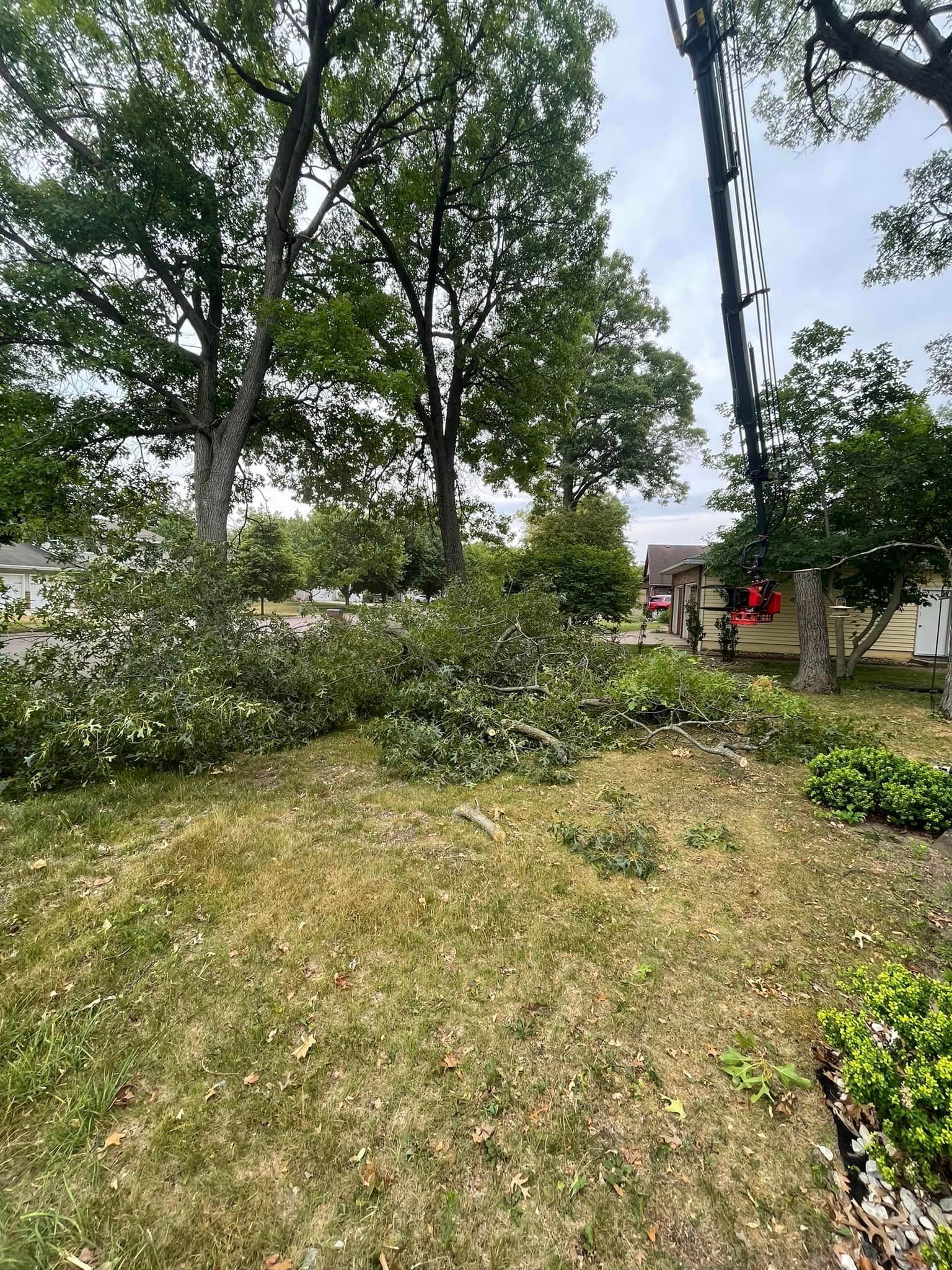 A yard with a lot of trees and branches laying on the ground.