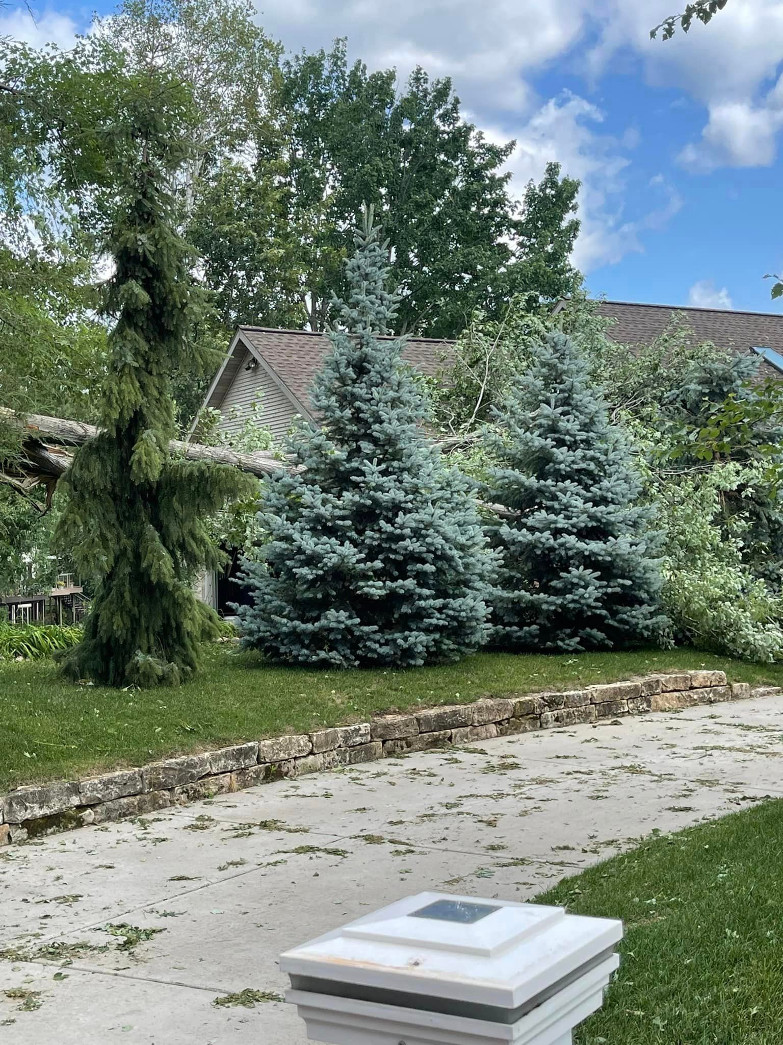 There are a lot of trees in the backyard and a house in the background.