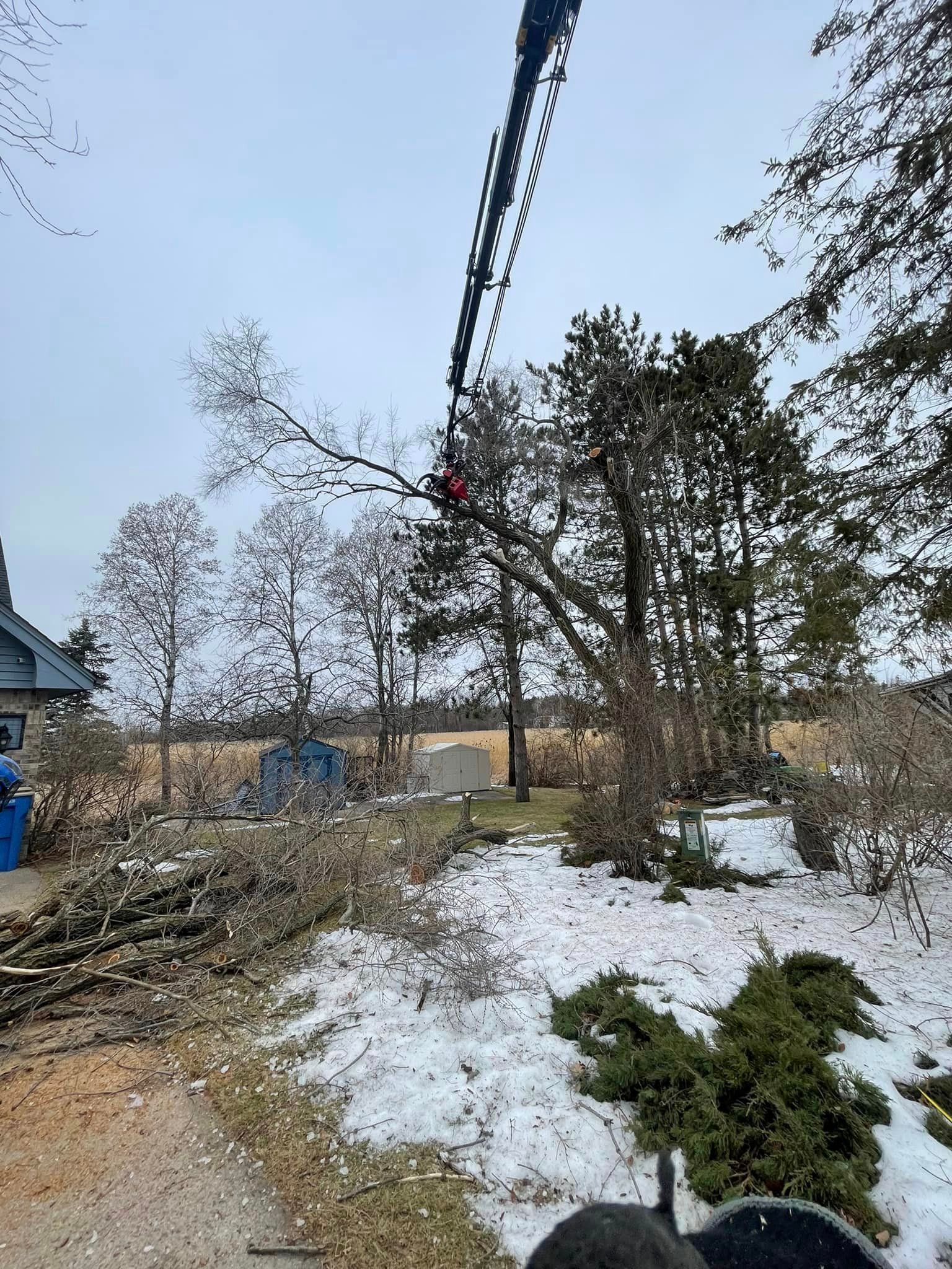 A crane is cutting a tree in the snow.