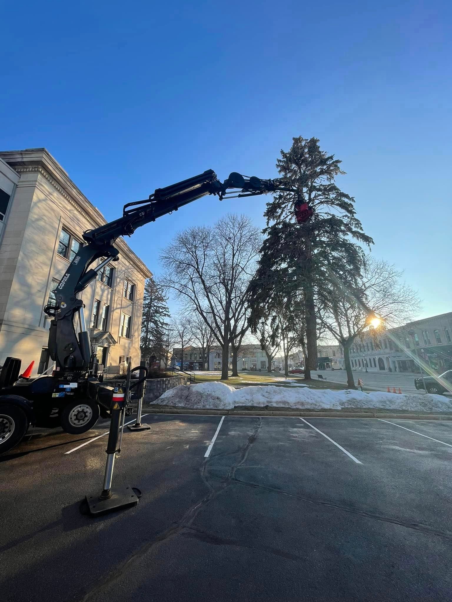 A crane is lifting a tree in a parking lot.
