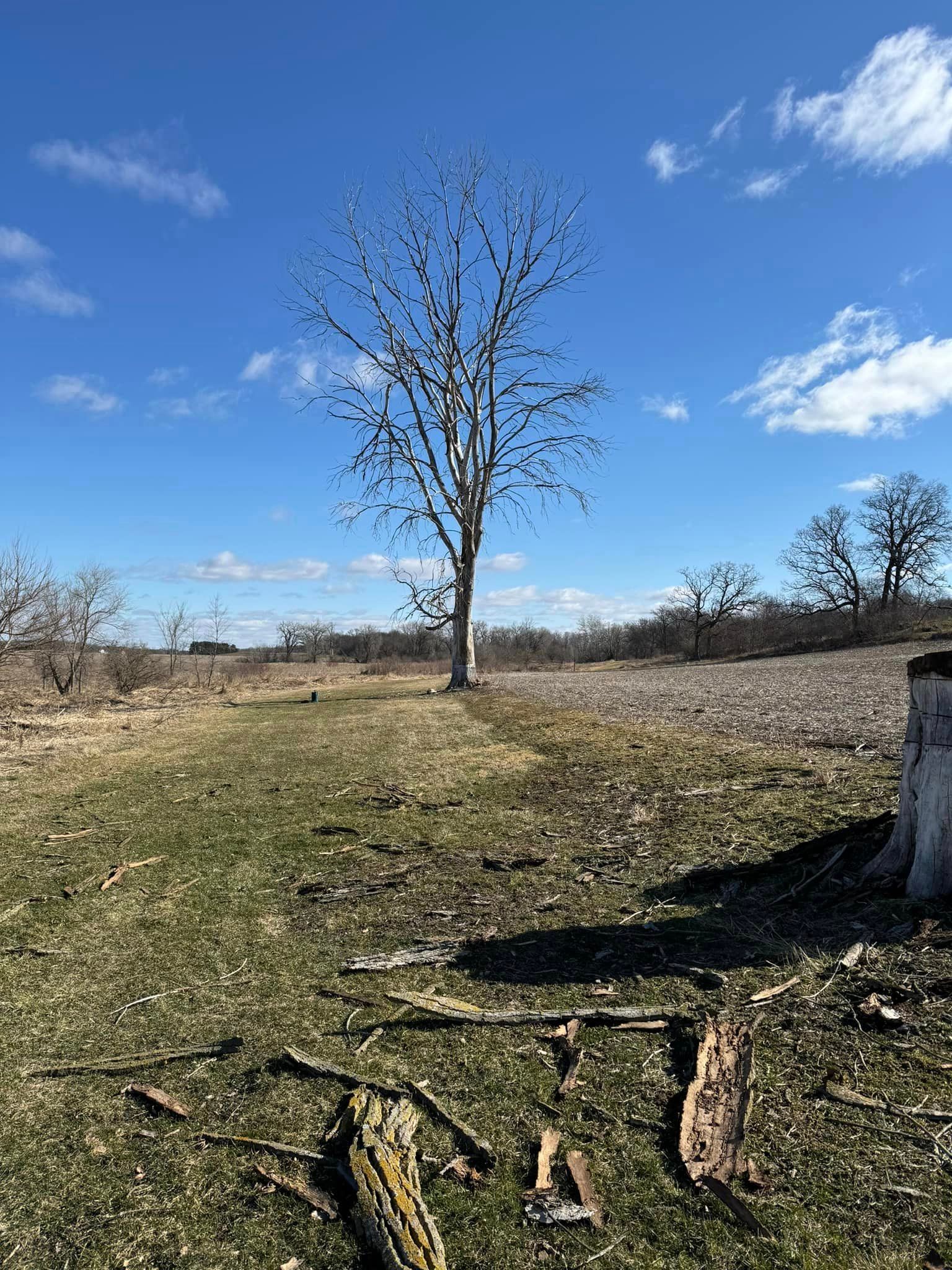 There is a tree in the middle of a field without leaves.