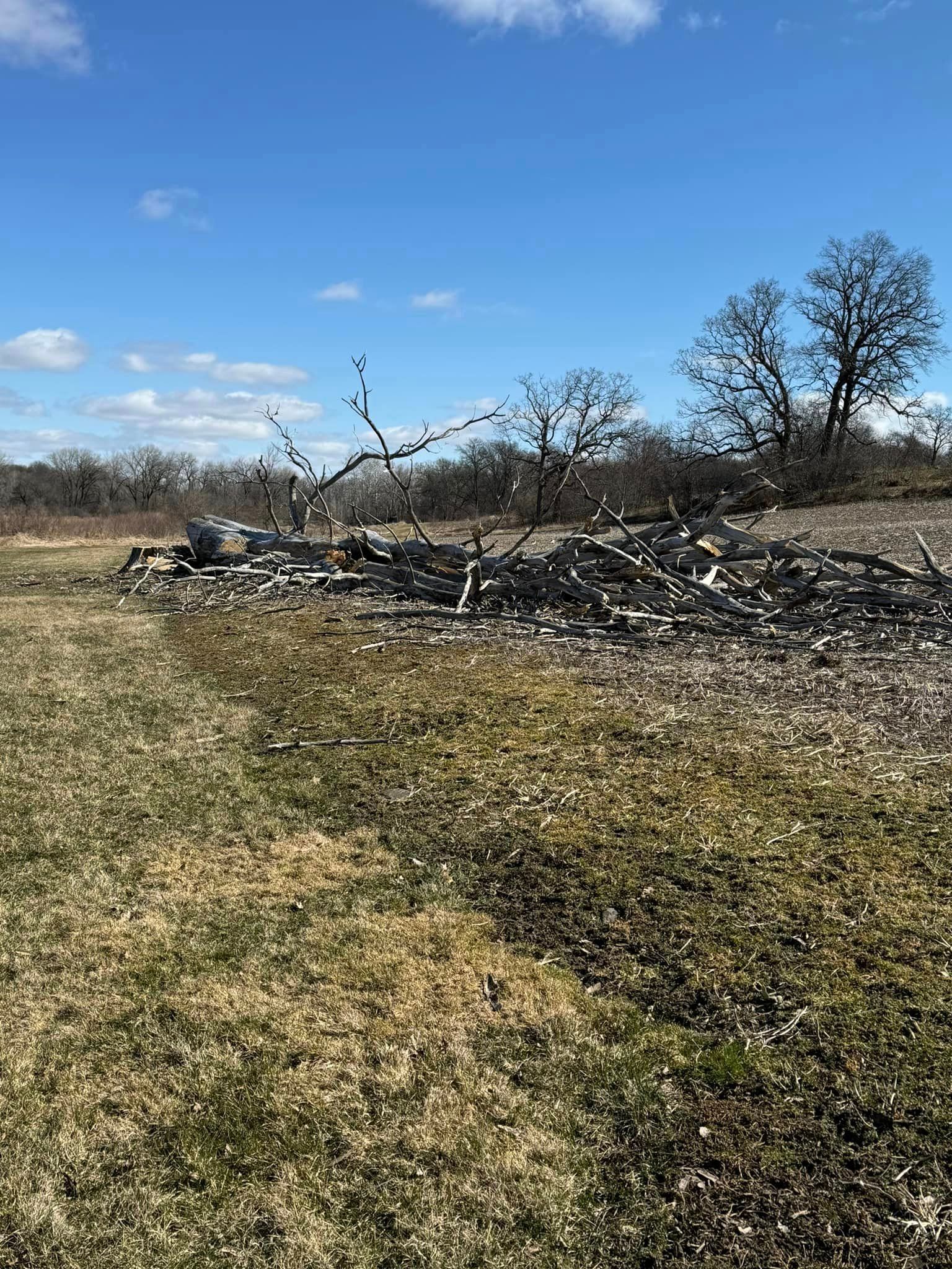 A pile of logs in a field with trees in the background.