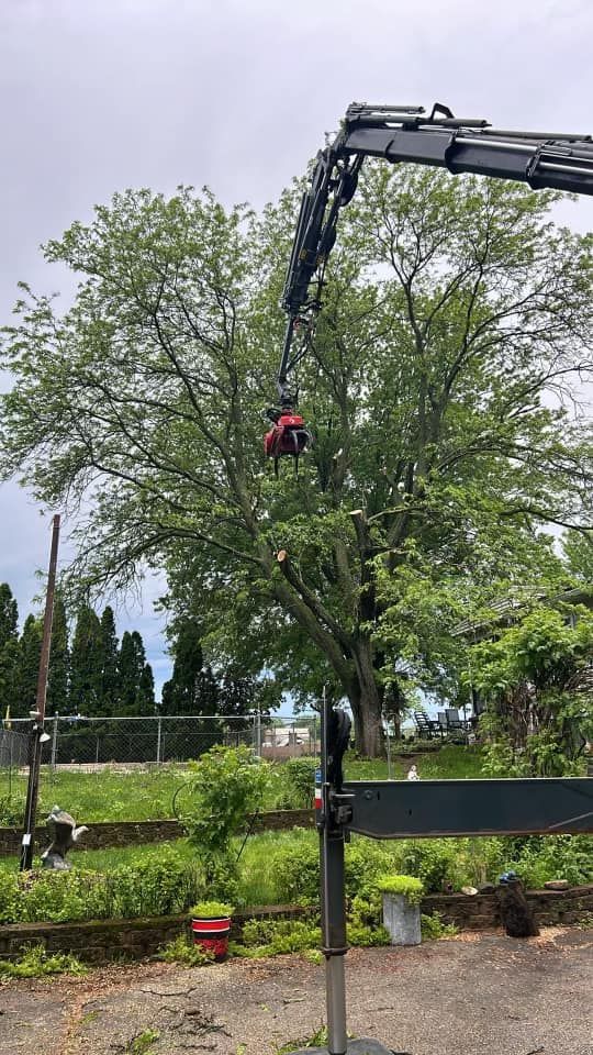 A large tree is being cut down by a crane.