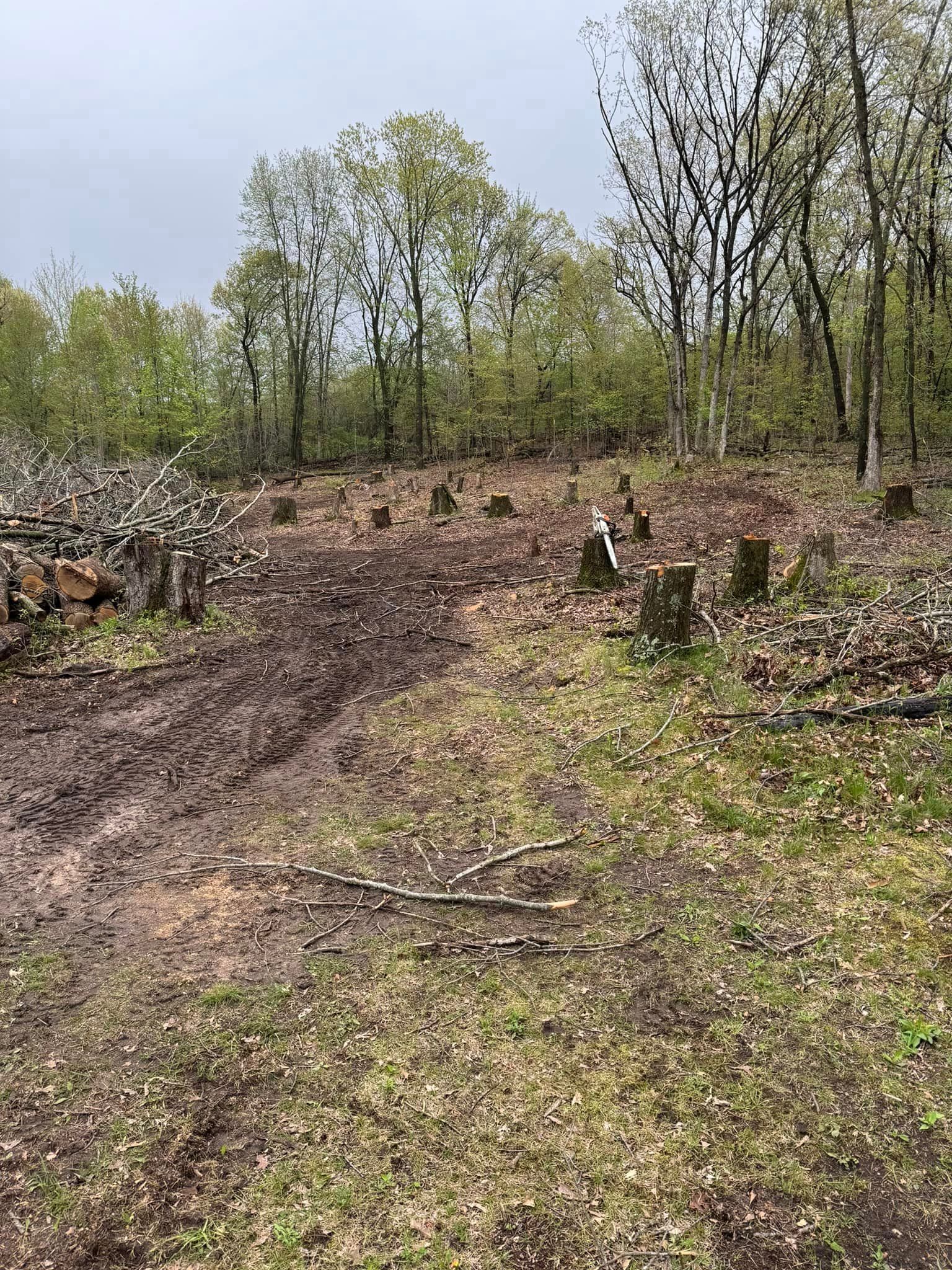 A dirt road in the middle of a forest with trees in the background.