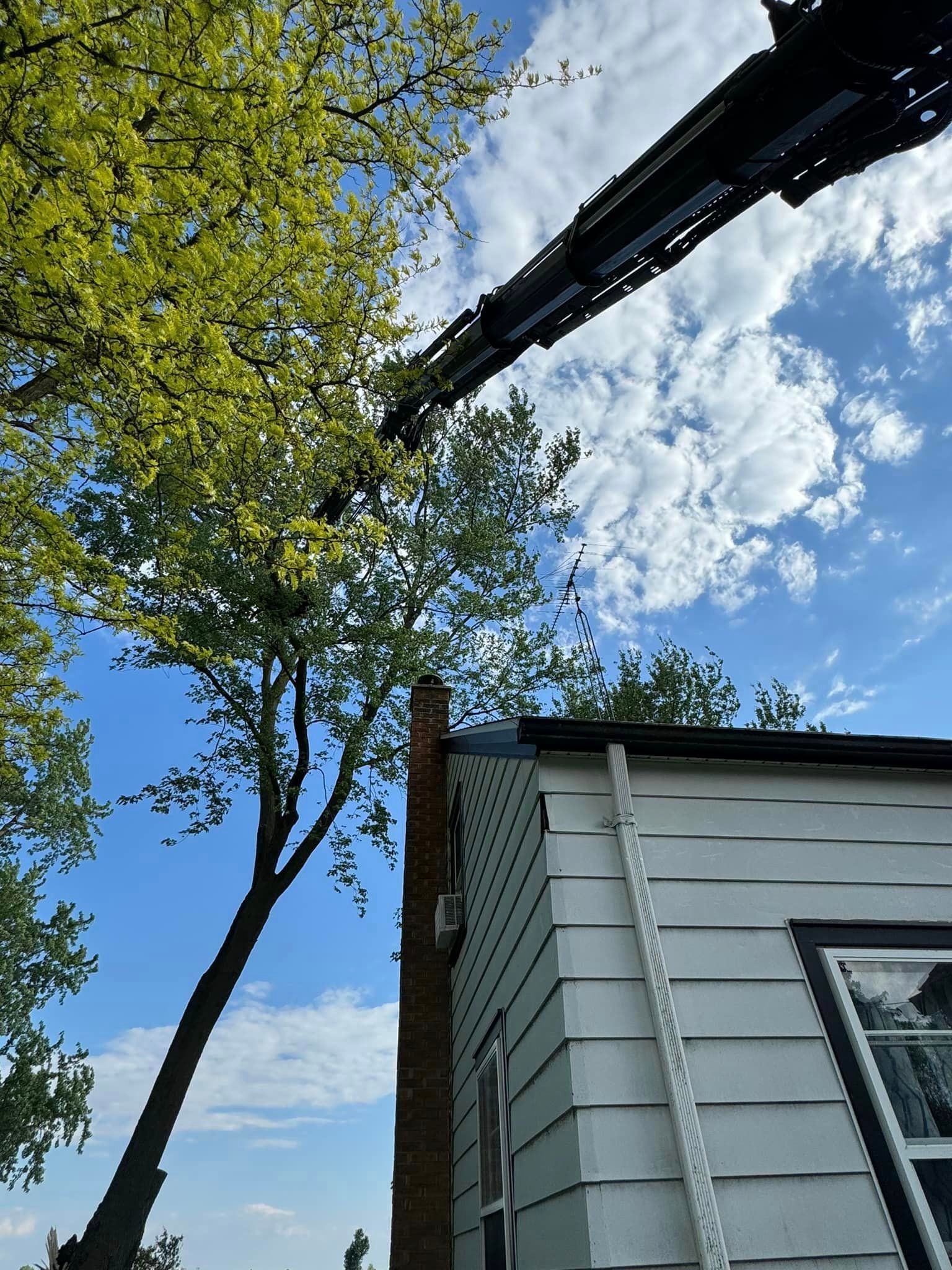 A crane is lifting a tree from the roof of a house.